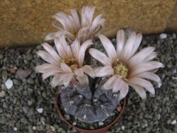 Gymnocalycium berchtii Chaňares, San Luis, pot 7 cm
