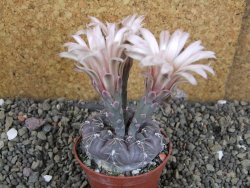 Gymnocalycium berchtii Chaňares, San Luis, pot 7 cm - 12405954