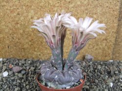 Gymnocalycium berchtii Chaňares, San Luis, pot 7 cm - 12405955