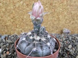 Gymnocalycium prochazkianum select, pot 6,5 cm