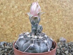 Gymnocalycium prochazkianum select, pot 6,5 cm - 12405958