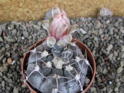 Gymnocalycium prochazkianum select, pot 6,5 cm - 12405960