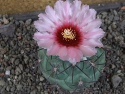 Coryphantha poselgeriana