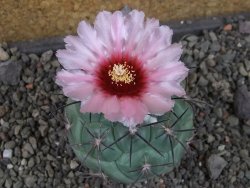 Coryphantha poselgeriana - 12405962