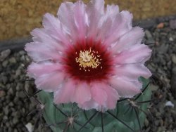 Coryphantha poselgeriana - 12405963