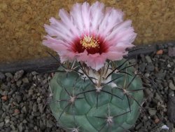 Coryphantha poselgeriana - 12405964