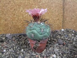 Coryphantha poselgeriana - 12405965