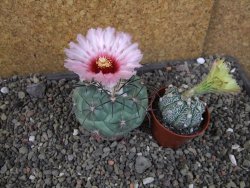 Coryphantha poselgeriana - 12405966