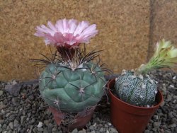 Coryphantha poselgeriana - 12405967