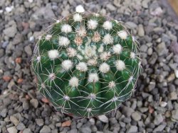 Notocactus uebelmannianus pot 5,5 cm - 12405974