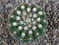 Notocactus uebelmannianus pot 5,5 cm