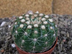 Notocactus uebelmannianus pot 5,5 cm - 12405976