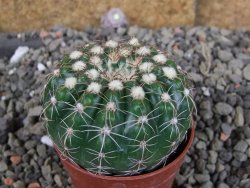Notocactus uebelmannianus pot 5,5 cm - 12405977
