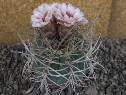 Gymnocalycium cardenasianum JO 193 pot 7 cm