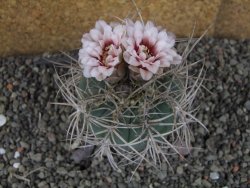 Gymnocalycium cardenasianum JO 193 pot 7 cm - 12406001