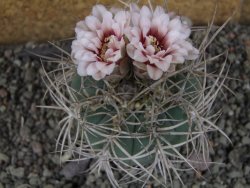 Gymnocalycium cardenasianum JO 193 pot 7 cm - 12406002
