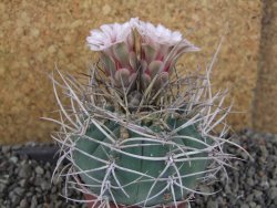 Gymnocalycium cardenasianum JO 193 pot 7 cm - 12406003