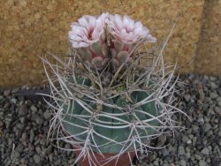 Gymnocalycium cardenasianum JO 193 pot 7 cm - 12406004