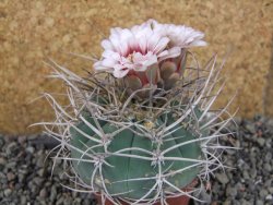 Gymnocalycium cardenasianum JO 193 pot 7 cm - 12406005
