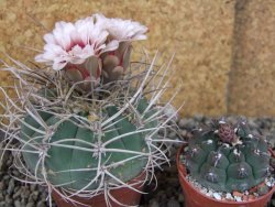 Gymnocalycium cardenasianum JO 193 pot 7 cm - 12406006
