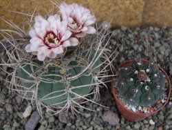 Gymnocalycium cardenasianum JO 193 pot 7 cm - 12406007