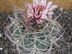 Gymnocalycium cardenasianum JO 193 pot 7 cm
