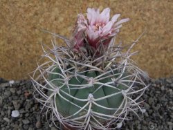 Gymnocalycium cardenasianum JO 193 pot 7 cm - 12406017