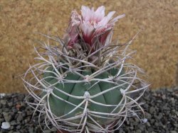 Gymnocalycium cardenasianum JO 193 pot 7 cm - 12406018
