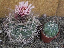 Gymnocalycium cardenasianum JO 193 pot 7 cm - 12406019