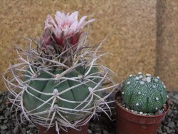 Gymnocalycium cardenasianum JO 193 pot 7 cm - 12406020