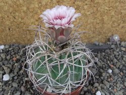 Gymnocalycium cardenasianum JO 193 pot 7 cm