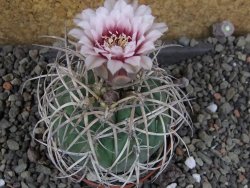 Gymnocalycium cardenasianum JO 193 pot 7 cm - 12406024