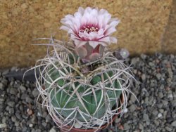 Gymnocalycium cardenasianum JO 193 pot 7 cm - 12406025