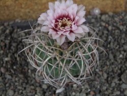 Gymnocalycium cardenasianum JO 193 pot 7 cm - 12406026