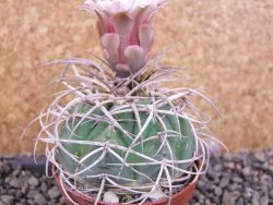 Gymnocalycium cardenasianum JO 193 pot 7 cm - 12406028