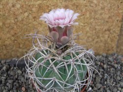 Gymnocalycium cardenasianum JO 193 pot 7 cm - 12406030