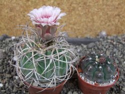 Gymnocalycium cardenasianum JO 193 pot 7 cm - 12406031