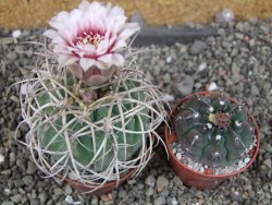 Gymnocalycium cardenasianum JO 193 pot 7 cm - 12406032