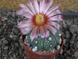 Astrophytum asterias nudum X red červený květ, akabana, pot 5,5 cm