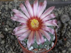 Astrophytum asterias nudum X red červený květ, akabana, pot 5,5 cm - 12406042