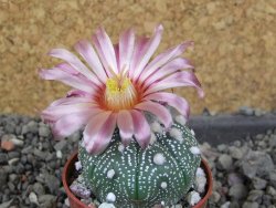 Astrophytum asterias nudum X red červený květ, akabana, pot 5,5 cm - 12406043