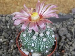 Astrophytum asterias nudum X red červený květ, akabana, pot 5,5 cm - 12406044