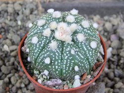 Astrophytum asterias nudum X red červený květ, akabana, pot 5,5 cm - 12406045