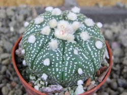 Astrophytum asterias nudum X red červený květ, akabana, pot 5,5 cm - 12406046