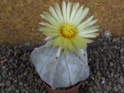 Astrophytum coahuilense pot 5,5 cm