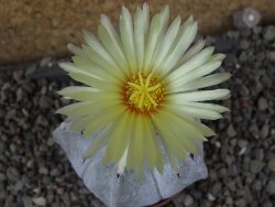 Astrophytum coahuilense pot 5,5 cm - 12406053