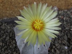 Astrophytum coahuilense pot 5,5 cm - 12406054