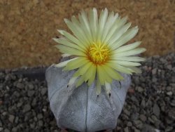 Astrophytum coahuilense pot 5,5 cm - 12406055