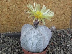 Astrophytum coahuilense pot 5,5 cm - 12406056
