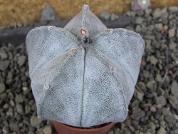Astrophytum coahuilense pot 5,5 cm - 12406057